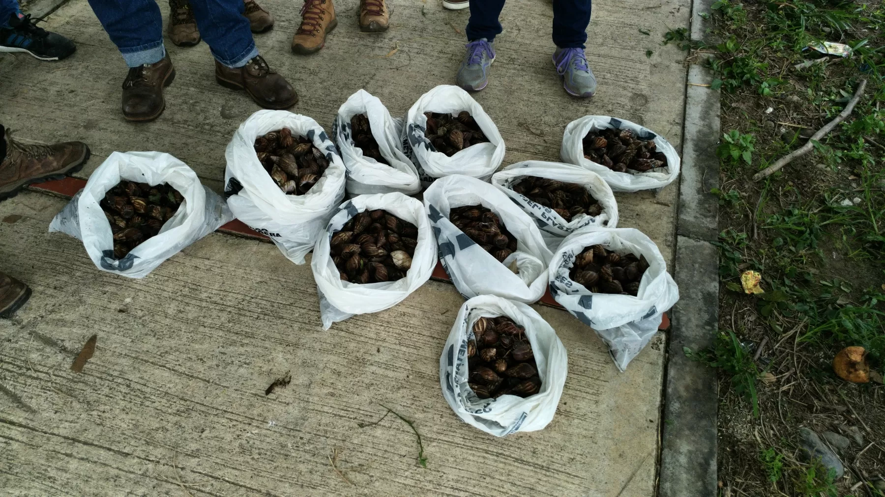 Campaña de recolección de Caracol Africano Gigante en Yopal logró conseguir y disponer de manera final más de 10 bultos de este espécimen que causa graves enfermedades a las personas que tienen contacto.